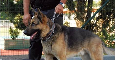 Agent de sécurité pour événementiel en PACA -Vigilance Protection